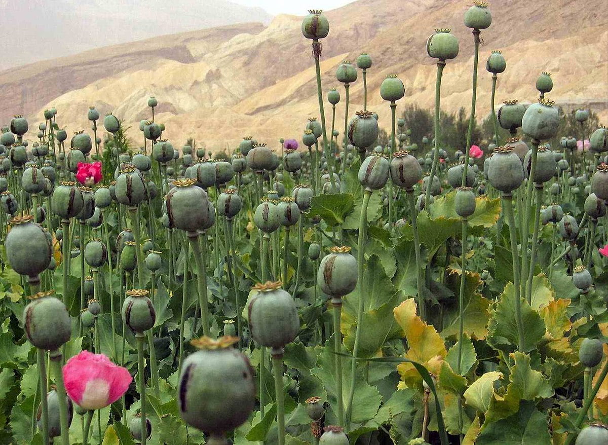 Afeem (Opium): Amazing Facts, Nutritional Value, Health Benefits & Side Effects