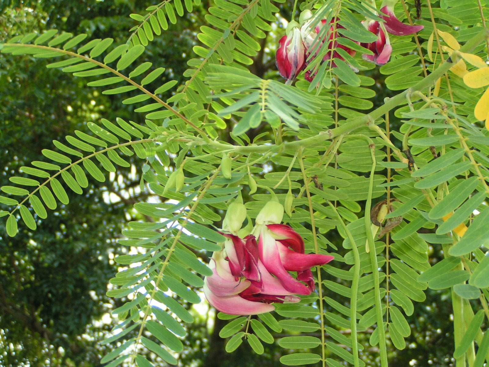 agastya plant with leaves and flowers