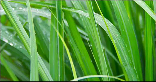 photo of agiya grass