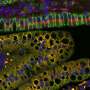 Gut Power: Mitochondria Hold the Key to Fat Absorption