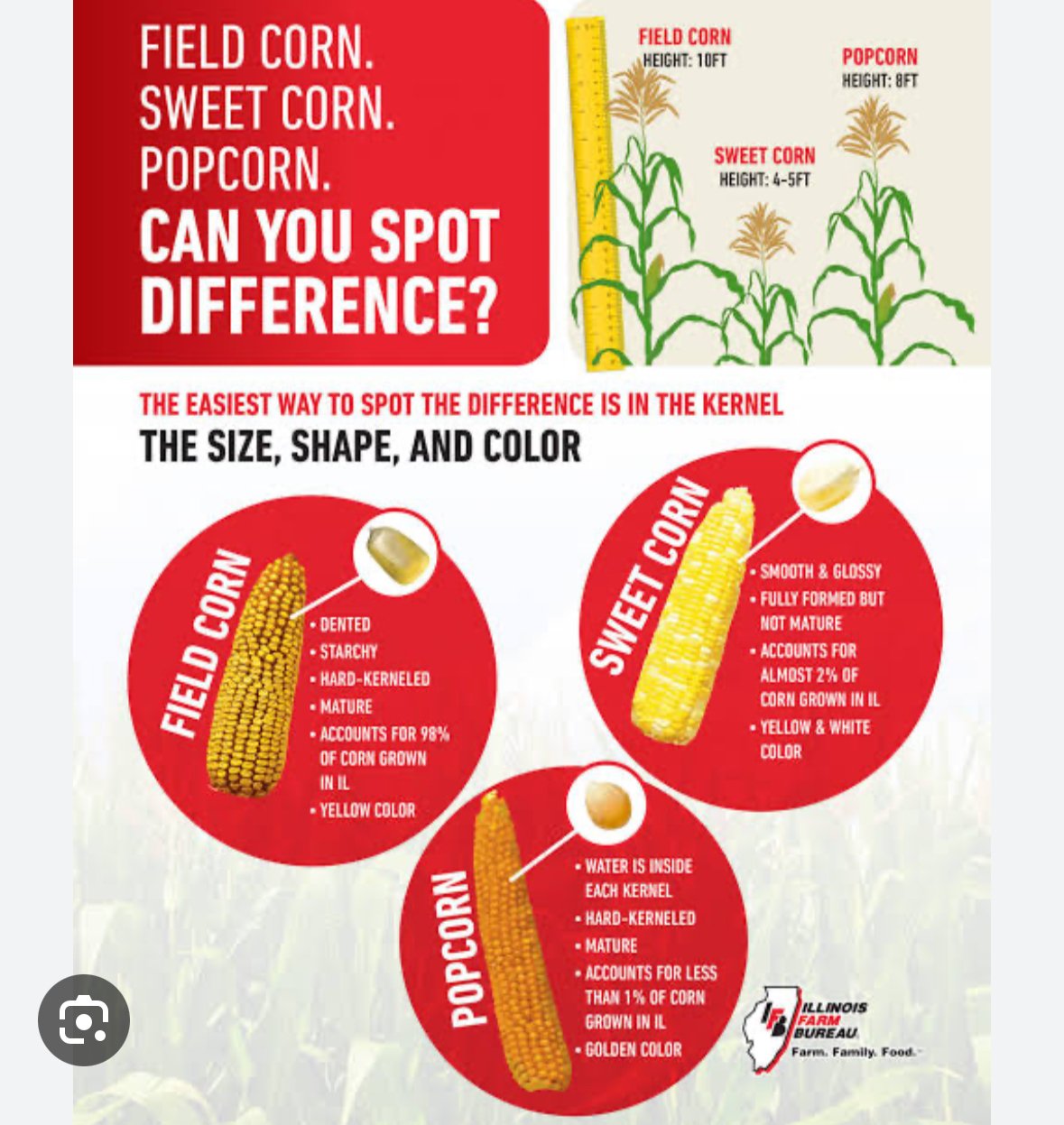Understanding the Health Risks of American Corn vs. Indian Corn: Making Informed Choices for Better Health