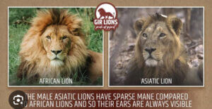 Amazing Facts About the Asiatic Lion of Gir